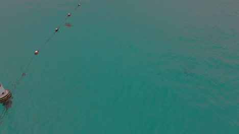 A-green-sea-turtle-swimming-in-the-crystal-clear-waters-aerial-view