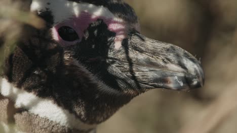 Primer-Plano-De-Un-Pingüino-En-Un-Arbusto-Durante-El-Día