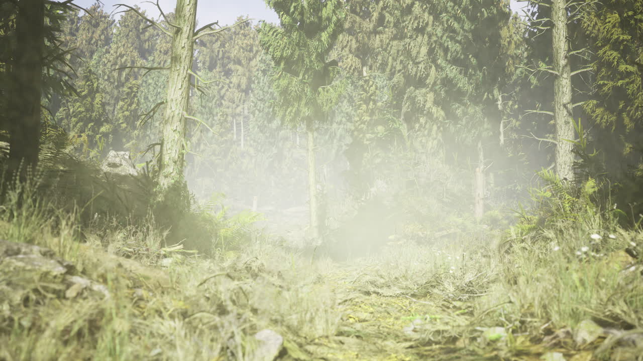 Misty forest path inviting exploration through lush greenery and tall trees