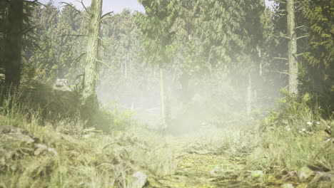 misty forest path inviting exploration through lush greenery and tall trees