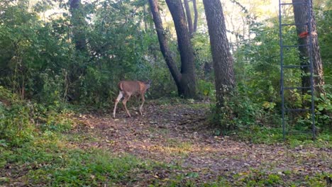 Un-Joven-Venado-De-Cola-Blanca-Caminando-Cautelosamente-Por-Un-Sendero-En-El-Bosque-En-La-Parte-Superior-Del-Medio-Oeste-A-Principios-De-Otoño.