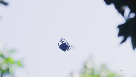 silhouette shot of an orb weaver spider fixing its web as well as pooping