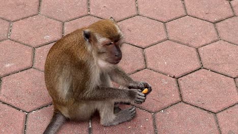 monkey found some food