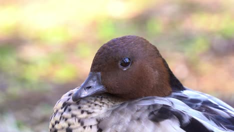 extreme close up shot of an agricultural pest, an adult male australian wood duck, chenonetta jubata spotted on the urban park ground, tucked its head and ready to get some rest