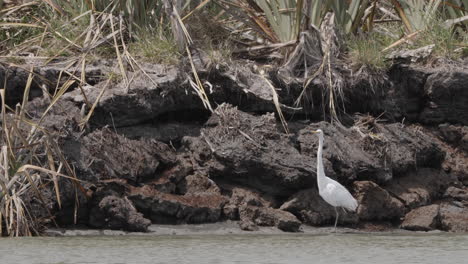 garza blanca en la laguna de okarito en nueva zelanda - toma amplia