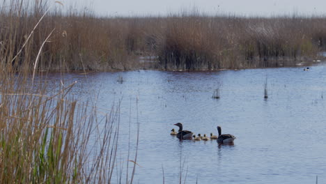 wide shot of greylag goose family swimming in a lake