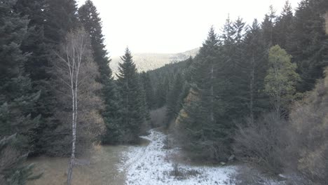 Reisen-In-Einem-Wald-Der-Pyrenäen