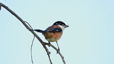 rufous-backed shrike, lanius schach