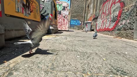 pigeon explores graffiti-covered alley in naples, italy