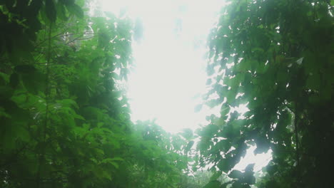 monkey jumping from one tree to another up in bright jungle canopy, costa rica