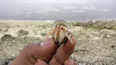 Closeup-of-a-hermit-crab-being-held-in-hand-with-sea-and-corals-in-the-background