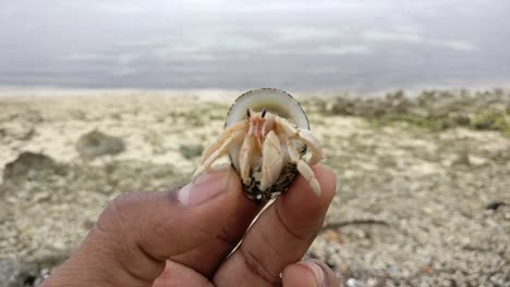 primer plano de un cangrejo ermitaño retenido en la mano con mar y corales en el fondo