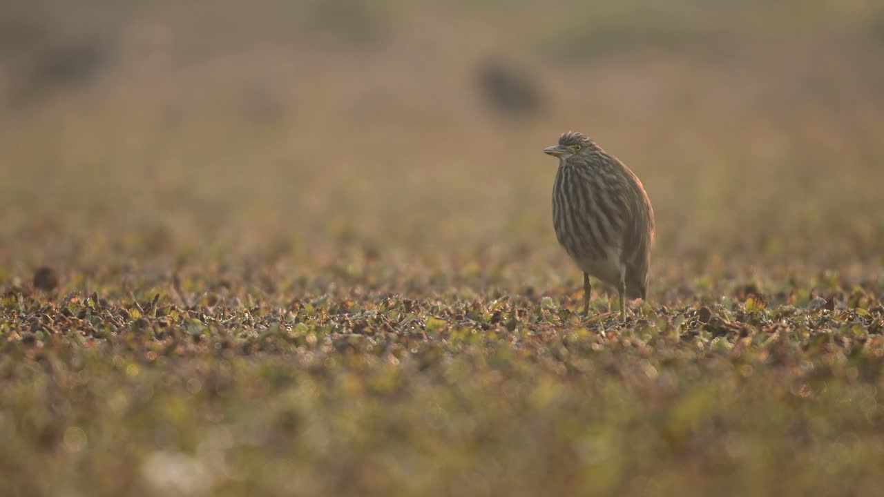 garza de estanque india en el humedal por la mañana