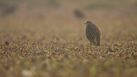 garza de estanque india en el humedal por la mañana