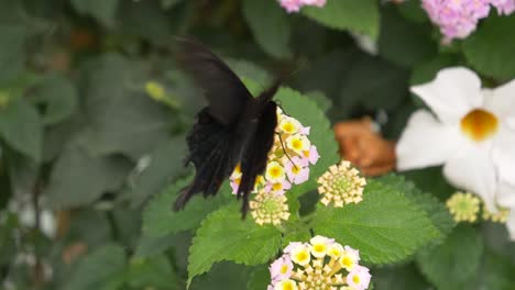 tropical black butterfly sitting on flower and gathering nectar while beating wings - slow motion closeup footage