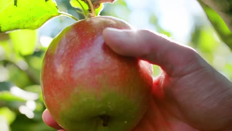 primer plano extremo de la manzana en el sol