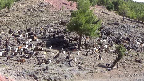 goats climbing a hill in the high atlas mountains