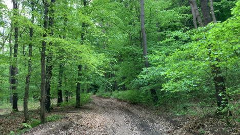 camino forestal en el verde