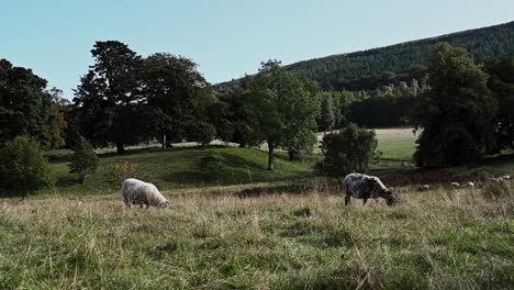 Herde-Von-Schafen,-Die-In-Der-Wunderschönen-Schottischen-Landschaft-Grasen---Statische-Aufnahme