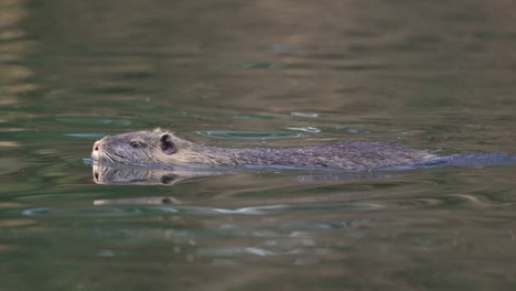 Wilde-Coypu-Nutria,-Die-Im-Flusswasser-Herumschwimmt