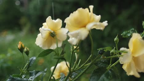 Yellow-roses-swaying-in-summer-rain,-slow-motion