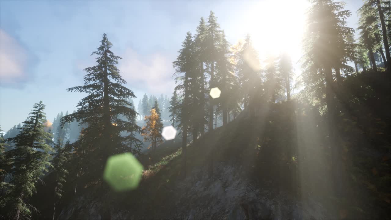 나무들을 가로지르는  ⁇ 빛