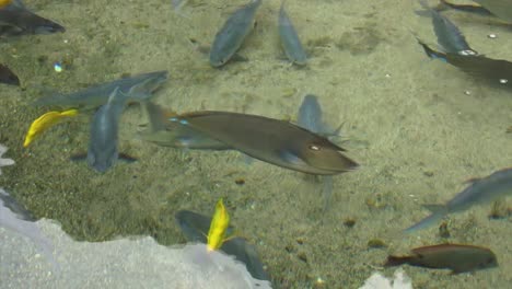 marine life in maui ocean center