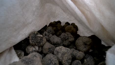 sack of wild french black truffles inside the back of a van, dolly in reveal shot