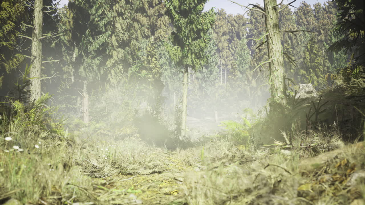 Forest path covered in mist with lush greenery in morning light