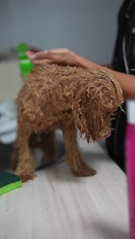 caniche mojado siendo bañado