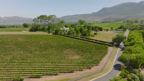 Aerial-ascending-footage-of-farm-or-vineyard.-Rows-of-green-high-plants-in-countryside-on-sunny-day.--Cape-Town,-South-Africa