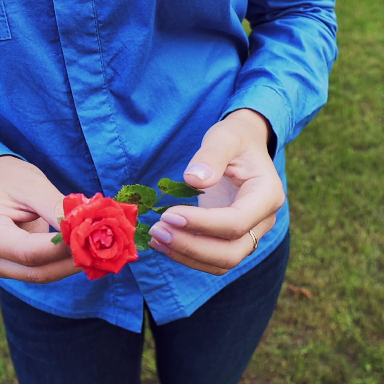 red rose in female hands