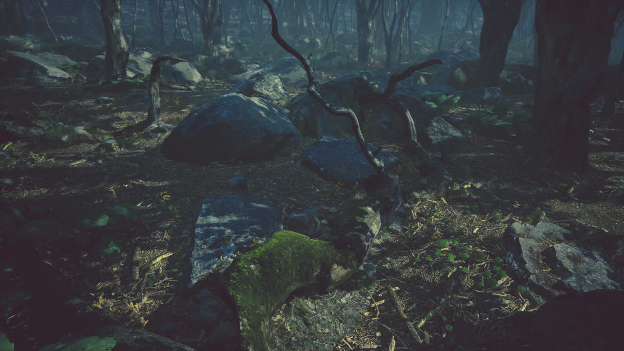 안개가 많은 아침에 숲 속의  ⁇ 빛