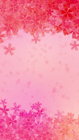 loop animation frame of blossoms. falling cherry blossoms. spring pink background. vertical video.