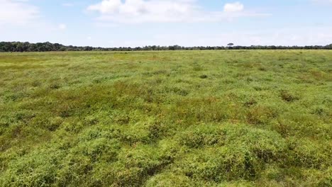 dron flies down over the meadow y flies