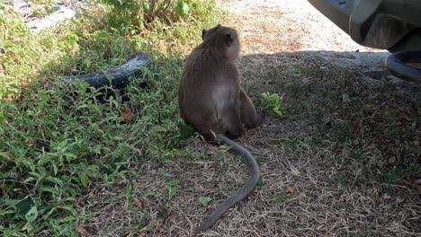 curious monkey inspects a vehicle in natural surroundings.