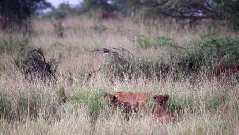 Cachorros-De-León-Escondidos-En-La-Hierba-Alta-En-Las-Llanuras-De-África