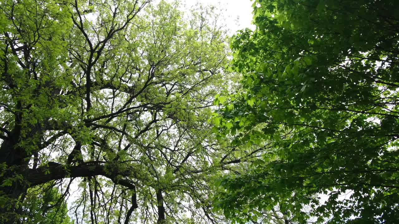 Beautiful Slow Panning Shot of Green Trees with Long Branches, Appleton Wisconsin, Daytime