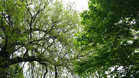 beautiful slow panning shot of green trees with long branches, appleton wisconsin, daytime