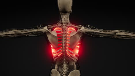 examen radiológico de los pulmones humanos