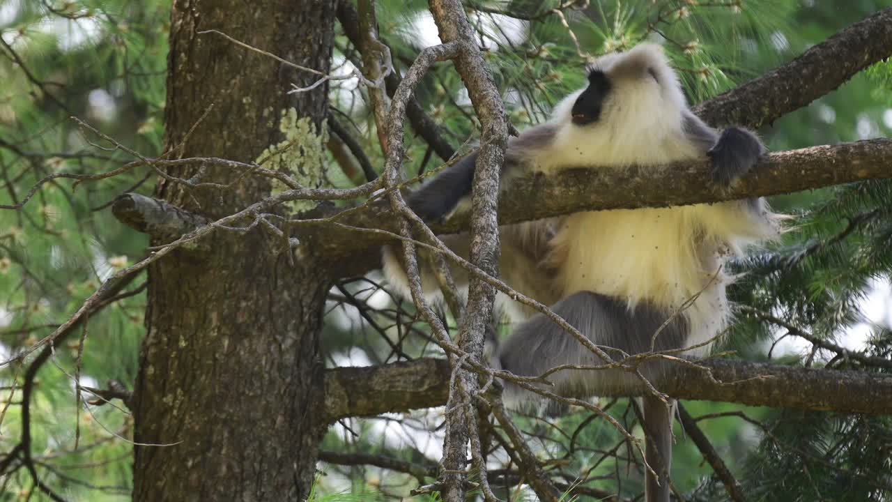 Closeup of Kashmir gray langur on Tree in Himalaya