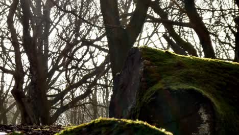 Bemooste-Waldbaumstämme-Aus-Nächster-Nähe-Dolly-Rechts,-Sonnenschein,-Der-Durch-Herbstliche-Entwaldungszweige-Strahlt