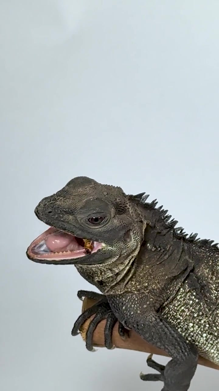 Un'iguana delle rocce dalle squame scure mangia un verme della farina su uno sfondo bianco uniforme in studio