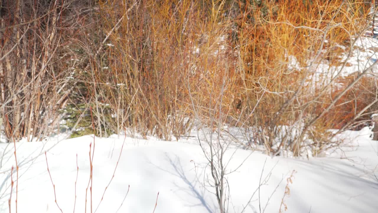 하얀 눈의 절경
