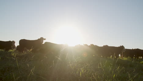 un grupo de vacas al atardecer