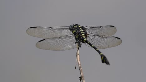 La-Libélula-De-Cola-De-Brida-Común-Se-Ve-Comúnmente-En-Tailandia-Y-Asia