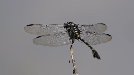 la libélula de cola de brida común se ve comúnmente en tailandia y asia