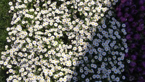 tulip and daisy season drone video emirgan sariyer istanbul turkey