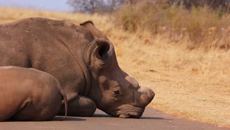 medium close up white rhino mother sleeping in tar road moving head, twitching ear