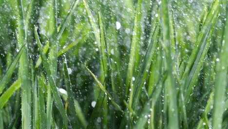 hierba verde de primer plano gotas de lluvia cayendo lentamente sobre la hierba. disparado en cámara súper lenta